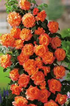 Storblommig Rabattros 'Flora Danica' 'Poulrim' Barrotad><noscript><img width=