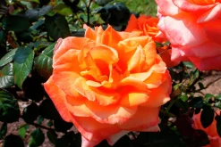 Storblommig Rabattros 'Flora Danica' 'Poulrim' Barrotad><noscript><img width=