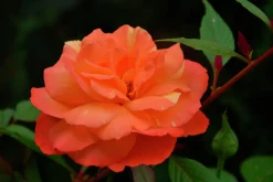 Storblommig Rabattros 'Gavnö' 'Poulgav' Barrotad>Omnia garden Outlet