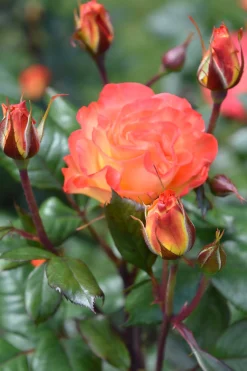 Storblommig Rabattros 'Gavnö' 'Poulgav' Barrotad><noscript><img width=