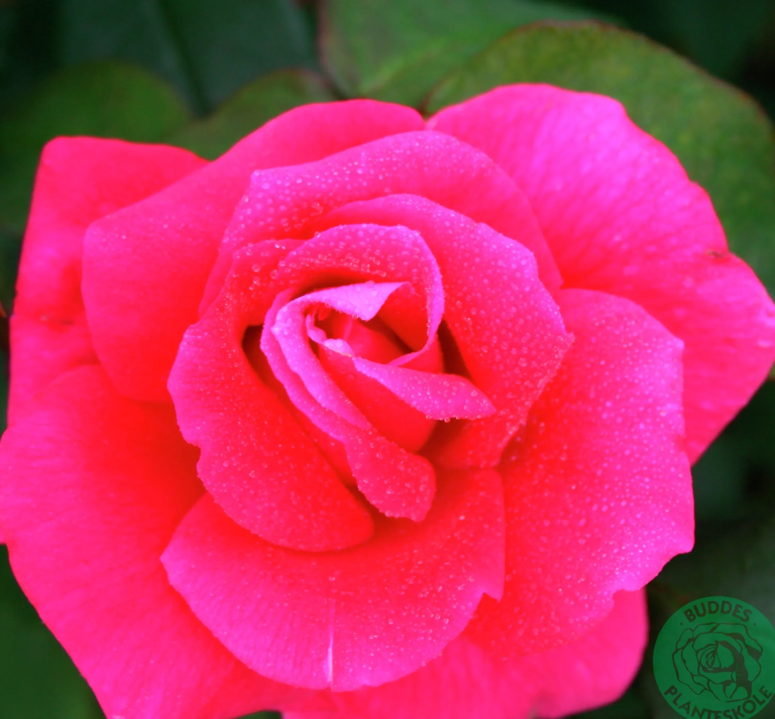Storblommig rabattros 'Hanne' Barrotad>Omnia garden Clearance
