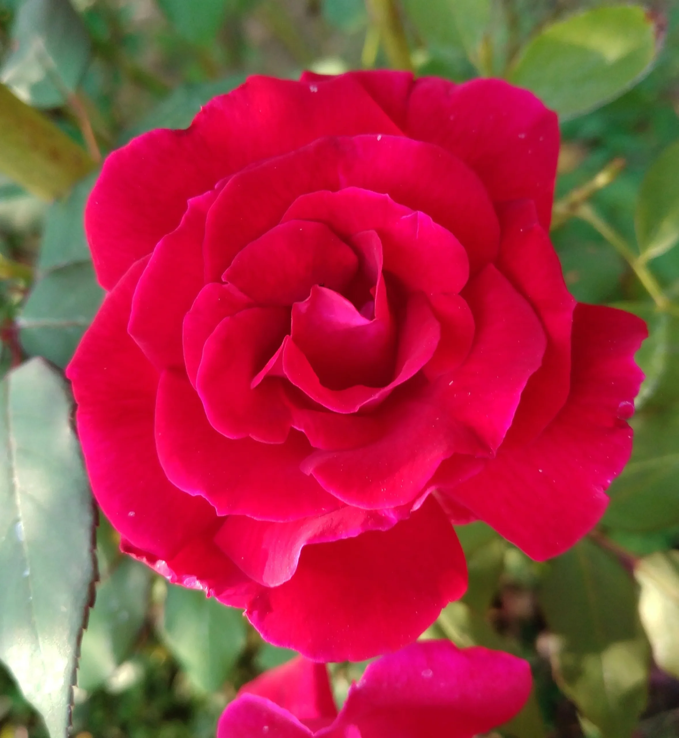 Storblommig rabattros 'Hanne' Barrotad>Omnia garden Clearance