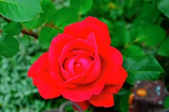 Storblommig rabattros 'Hanne' Barrotad><noscript><img width=