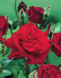 Storblommig Rabattros 'Ingrid bergman' 'Poulman' Barrotad>Omnia garden Online