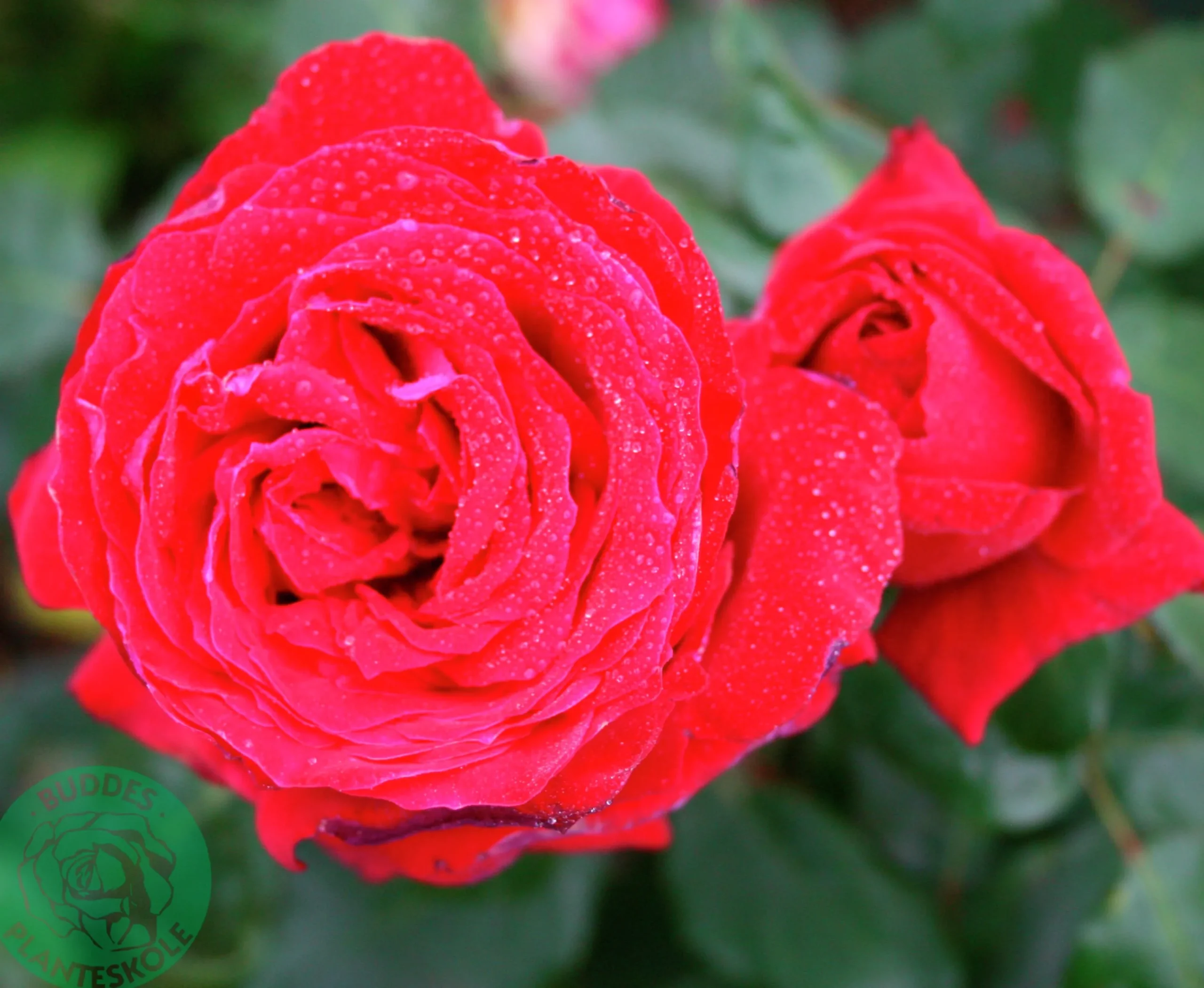 Storblommig Rabattros 'Isabella Rossellini' 'Poulht006' Barrotad>Omnia garden Sale