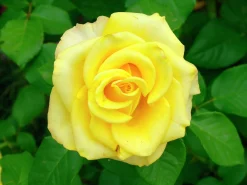 Storblommig rabattros 'Kaj Munk' 'Pouldunk' Barrotad>Omnia garden Sale