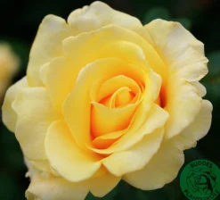 Storblommig rabattros 'Kaj Munk' 'Pouldunk' Barrotad>Omnia garden Sale