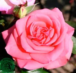 Storblommig rabattros 'Louisiana' 'Kornemark' Barrotad>Omnia garden Hot