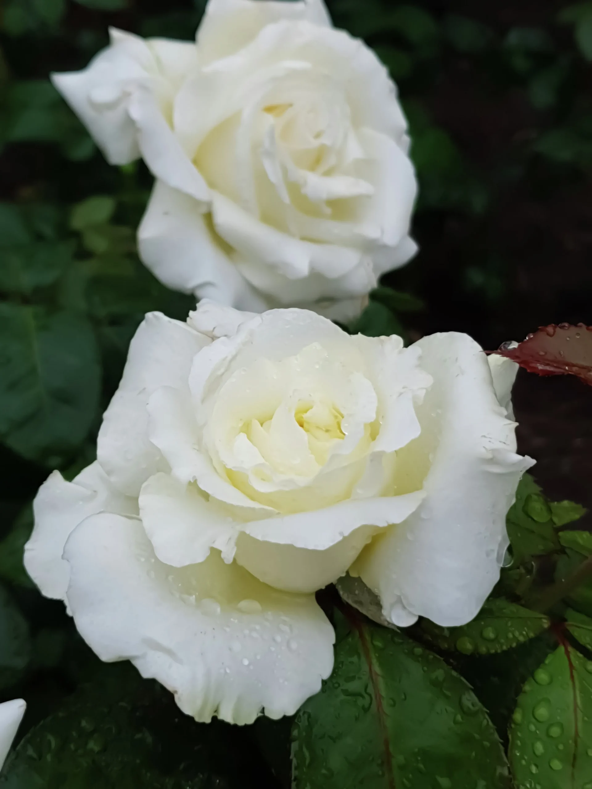 Storblommig rabattros 'Memoire' 'Korzuri' Barrotad>Omnia garden Outlet
