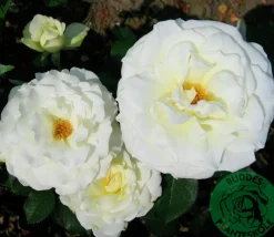 Storblommig rabattros 'Memoire' 'Korzuri' Barrotad><noscript><img width=