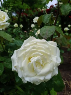 Storblommig rabattros 'Memoire' 'Korzuri' Barrotad><noscript><img width=