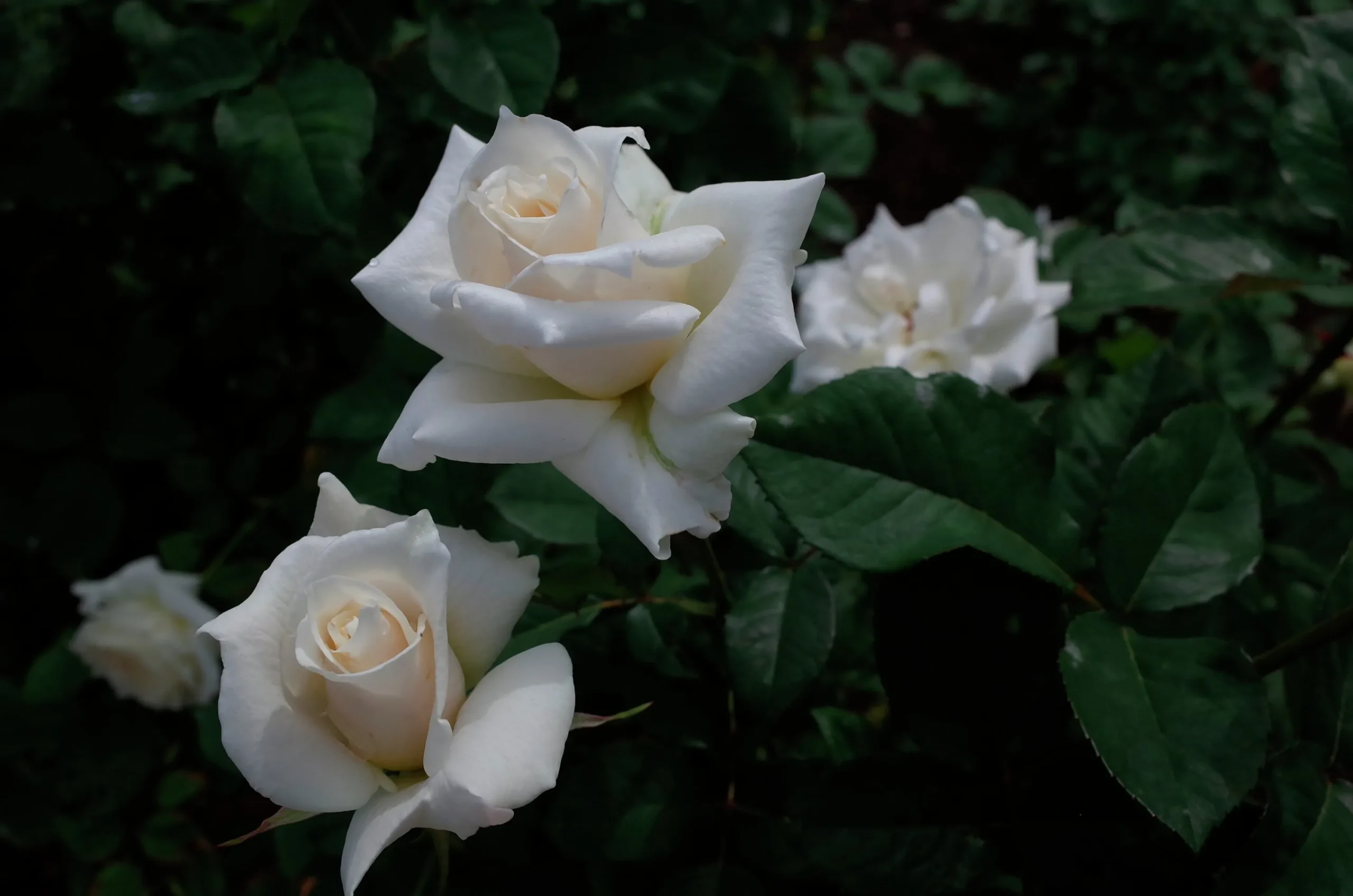 Storblommig Rabattros 'Pascali' 'Lenip' Barrotad>Omnia garden Hot