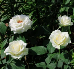 Storblommig Rabattros 'Pascali' 'Lenip' Barrotad>Omnia garden Hot