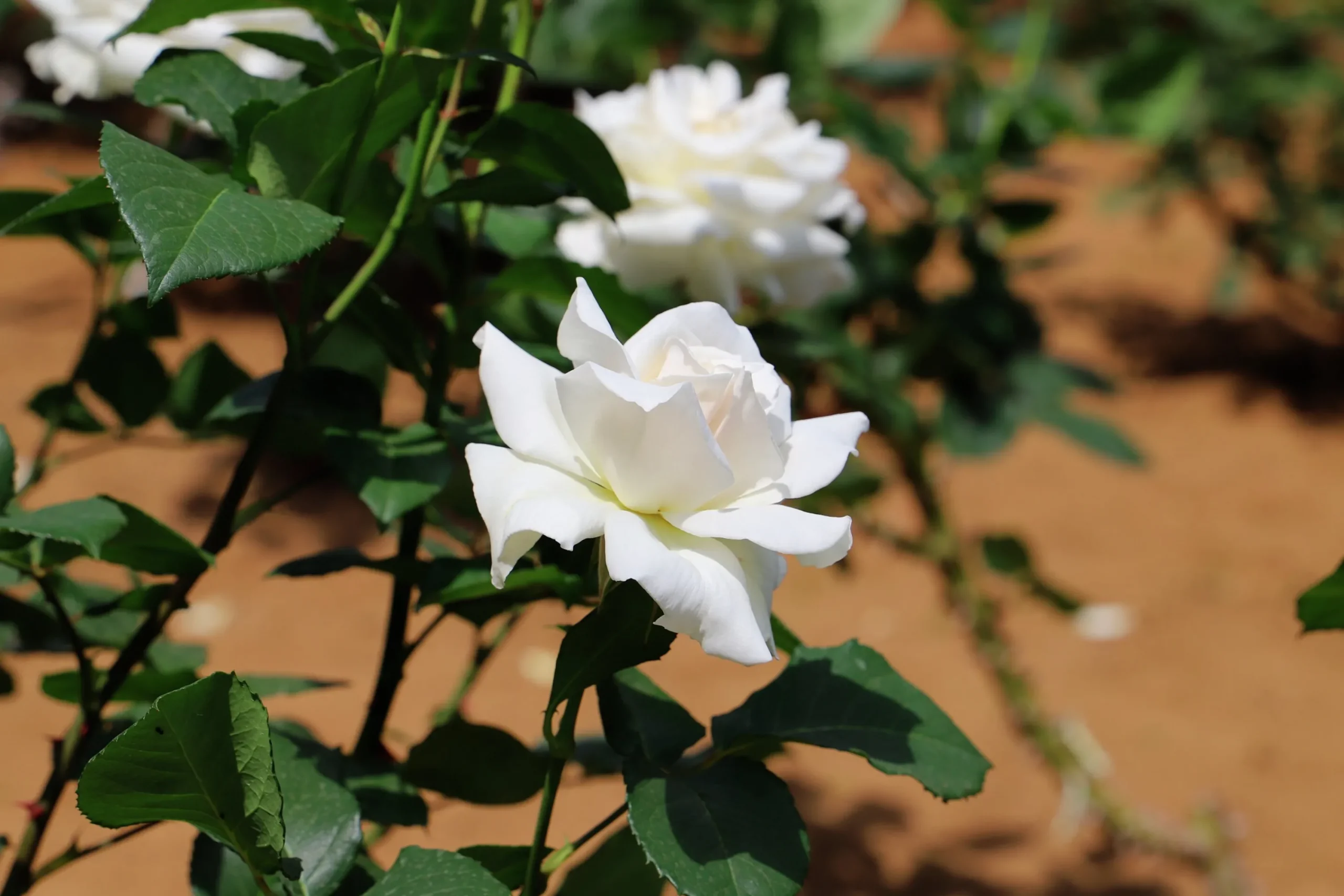 Storblommig Rabattros 'Pascali' 'Lenip' Barrotad>Omnia garden Hot
