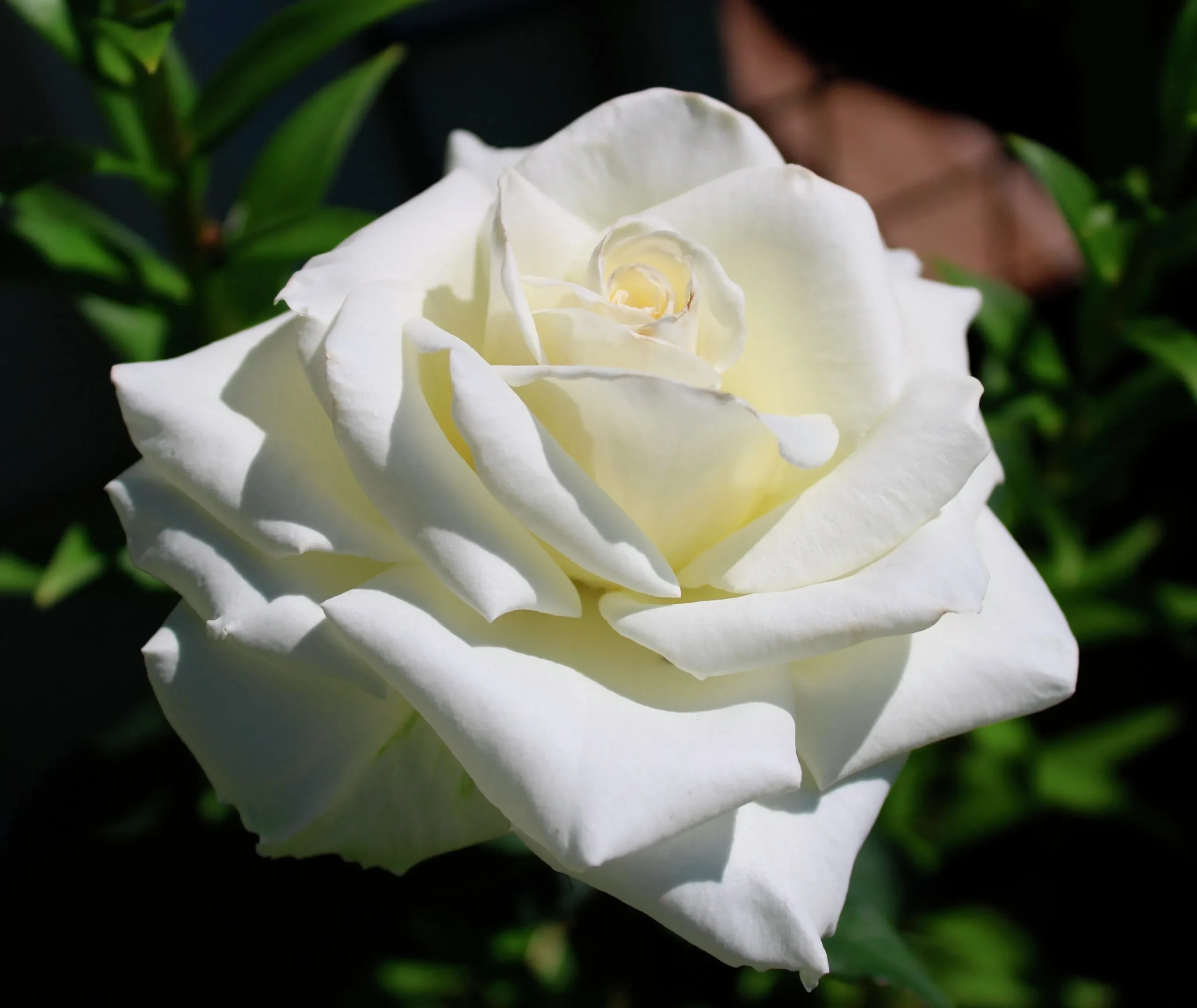 Storblommig Rabattros 'Pascali' 'Lenip' Barrotad>Omnia garden Hot