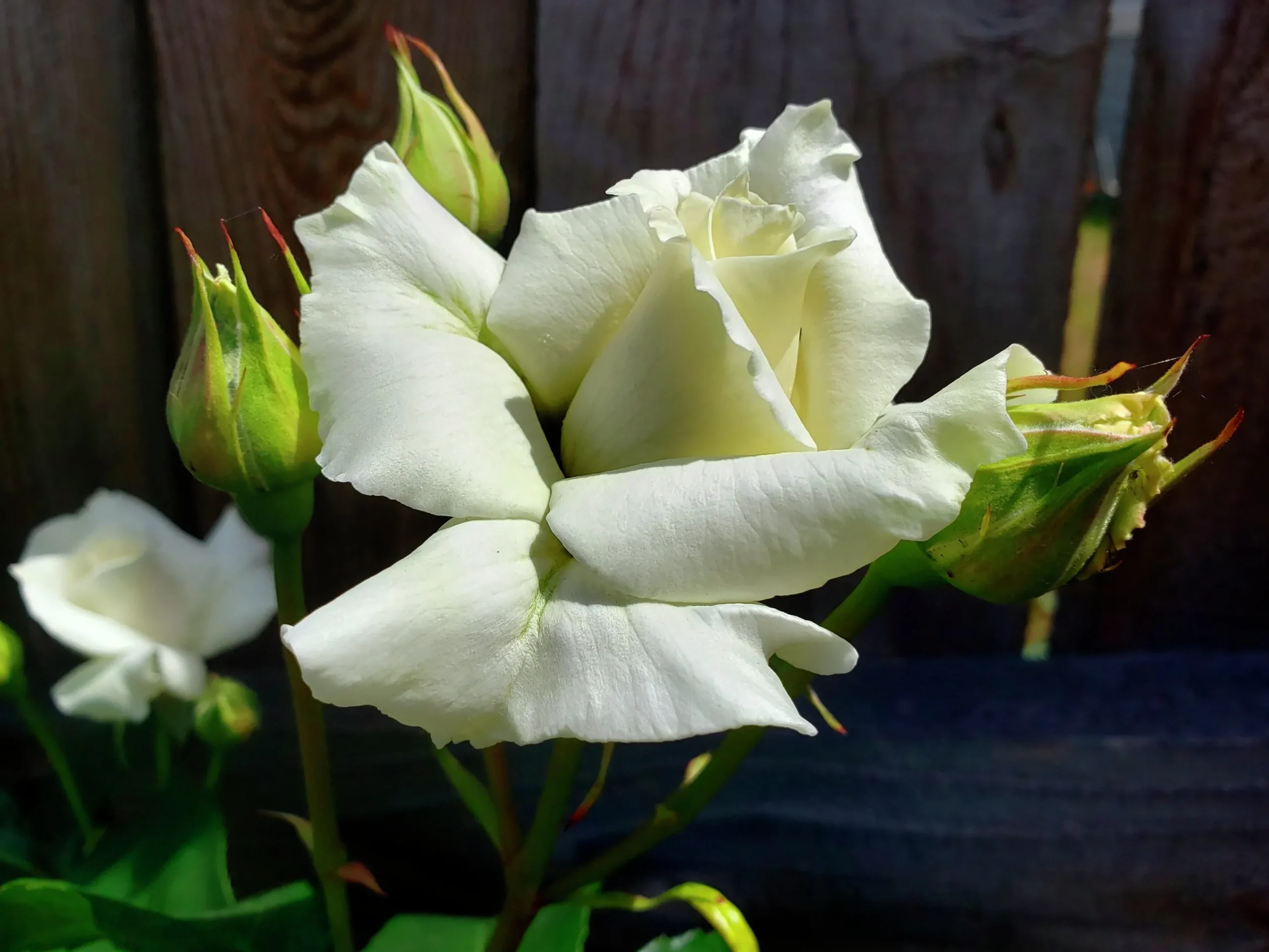Storblommig Rabattros 'Pascali' 'Lenip' Barrotad>Omnia garden Hot