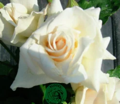 Storblommig Rabattros 'Pascali' 'Lenip' Barrotad><noscript><img width=