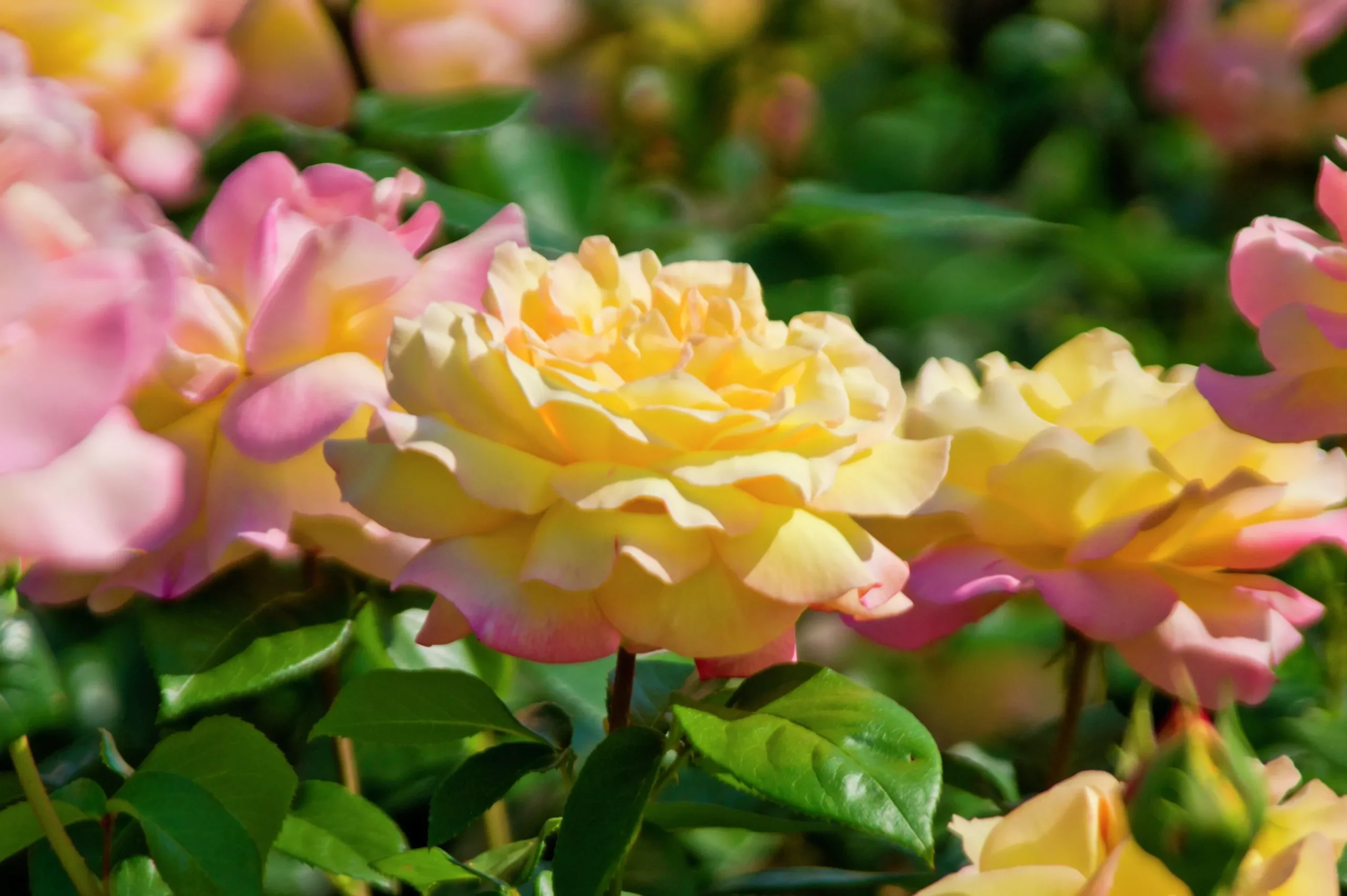 Storblommig Rabattros 'Peace' syn- 'Mme A. Meilland' Barrotad>Omnia garden Discount