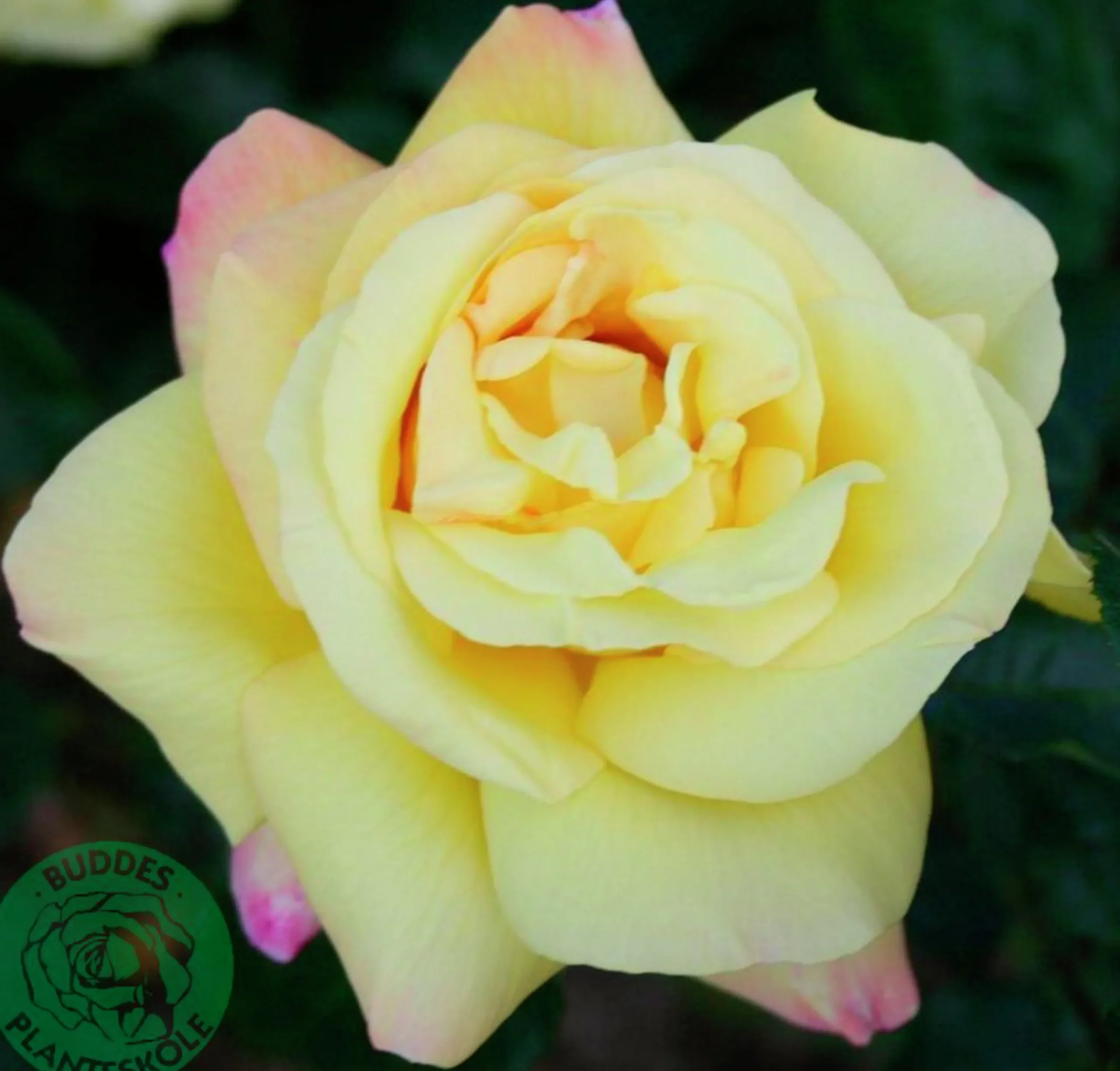 Storblommig Rabattros 'Peace' syn- 'Mme A. Meilland' Barrotad>Omnia garden Discount