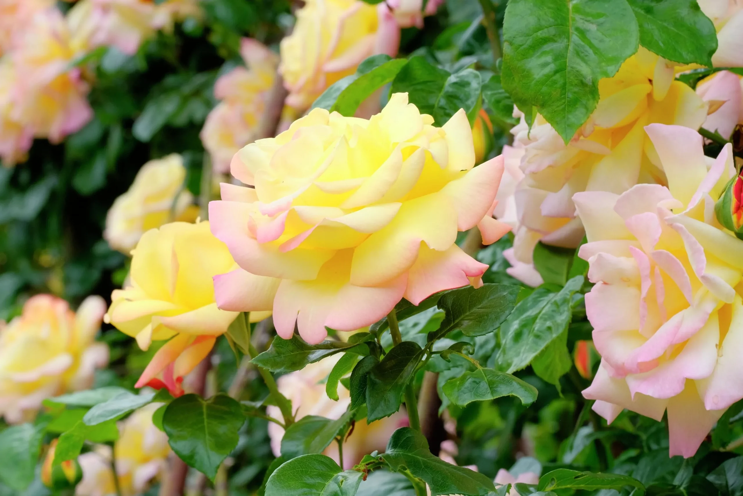 Storblommig Rabattros 'Peace' syn- 'Mme A. Meilland' Barrotad>Omnia garden Discount