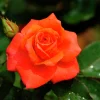 Storblommig Rabattros 'Prinsesse Marie' 'Poulht007' Barrotad>Omnia garden Discount