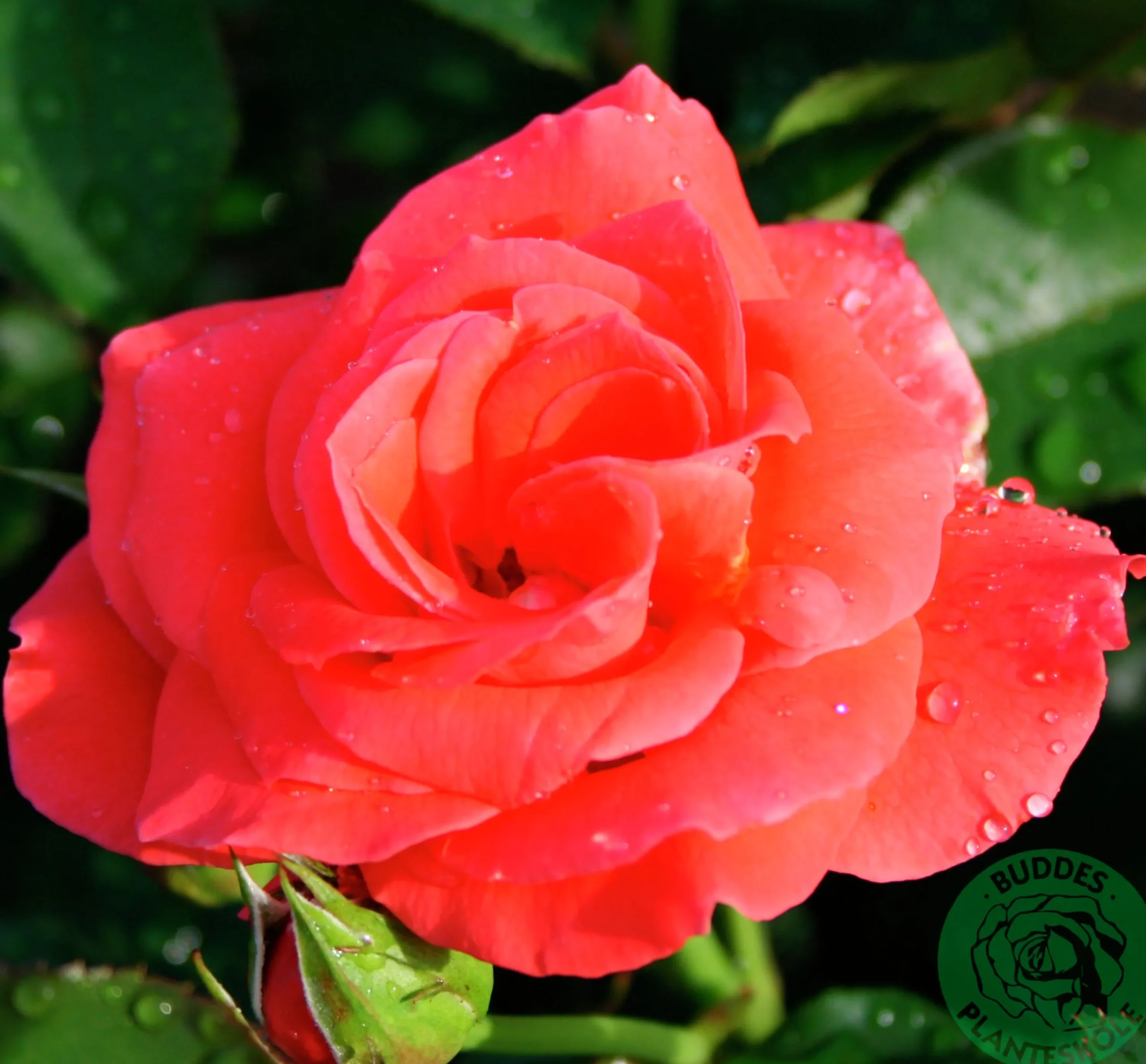 Storblommig Rabattros 'Prinsesse Marie' 'Poulht007' Barrotad>Omnia garden Discount