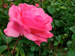 Storblommig Rabattros 'Queen Elisabeth' Barrotad>Omnia garden New