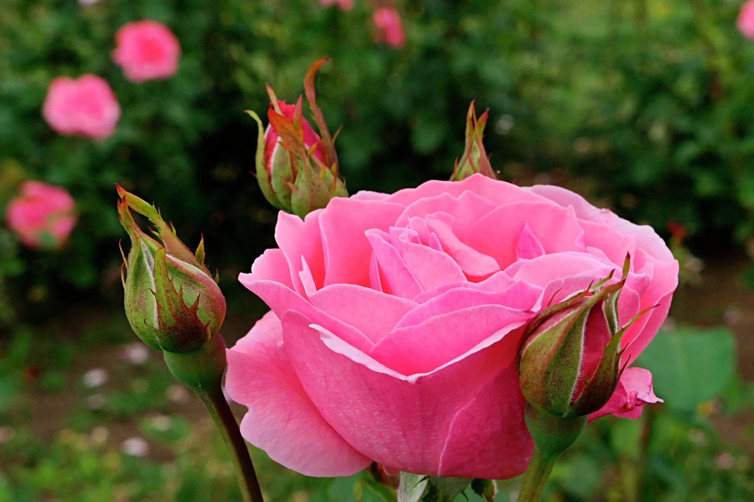 Storblommig Rabattros 'Queen Elisabeth' Barrotad>Omnia garden New
