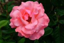 Storblommig Rabattros 'Queen Elisabeth' Barrotad><noscript><img width=
