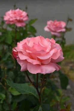 Storblommig Rabattros 'Queen Elisabeth' Barrotad><noscript><img width=