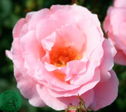 Storblommig Rabattros 'Queen Elisabeth' Barrotad><noscript><img width=