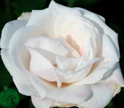Storblommig rabattros 'Royal Copenhagen' 'Poulht001' Barrotad>Omnia garden Discount