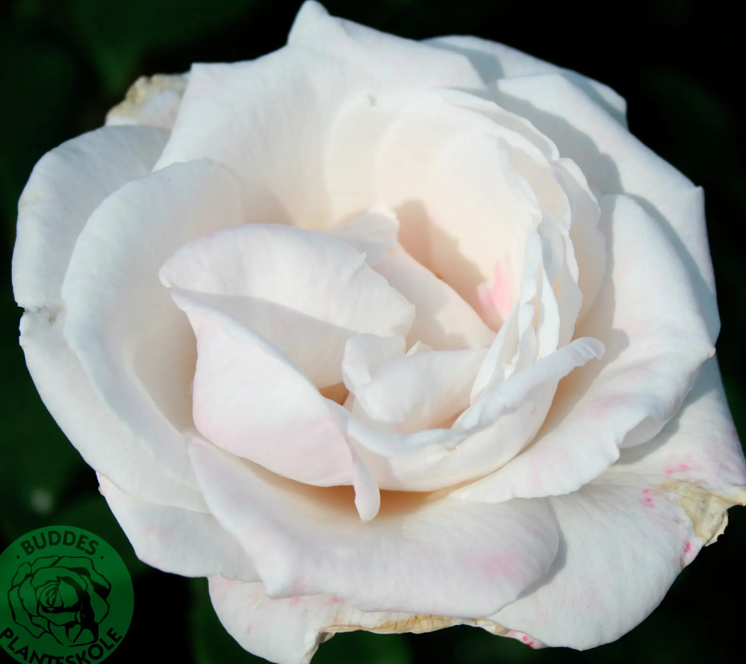 Storblommig rabattros 'Royal Copenhagen' 'Poulht001' Barrotad>Omnia garden Discount
