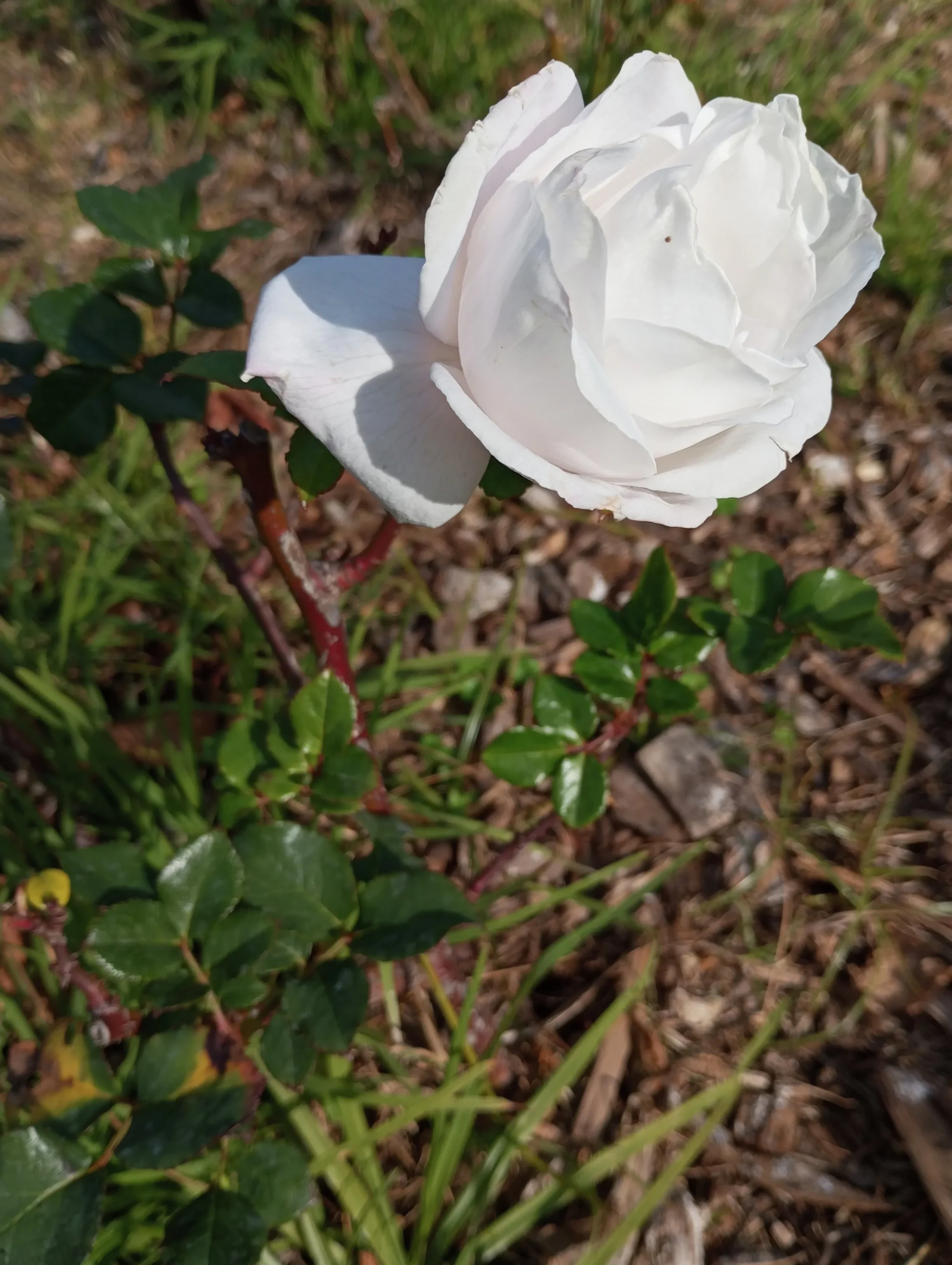 Storblommig rabattros 'Royal Copenhagen' 'Poulht001' Barrotad>Omnia garden Discount