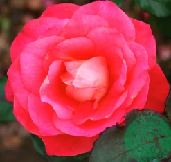 Storblommig Rabattros 'Thor Heyerdahl' Barrotad>Omnia garden Clearance