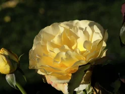 Storblommig rabattros 'Tivoli 150' 'Poulduce' Barrotad>Omnia garden Discount