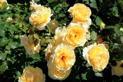 Storblommig rabattros 'Tivoli 150' 'Poulduce' Barrotad><noscript><img width=