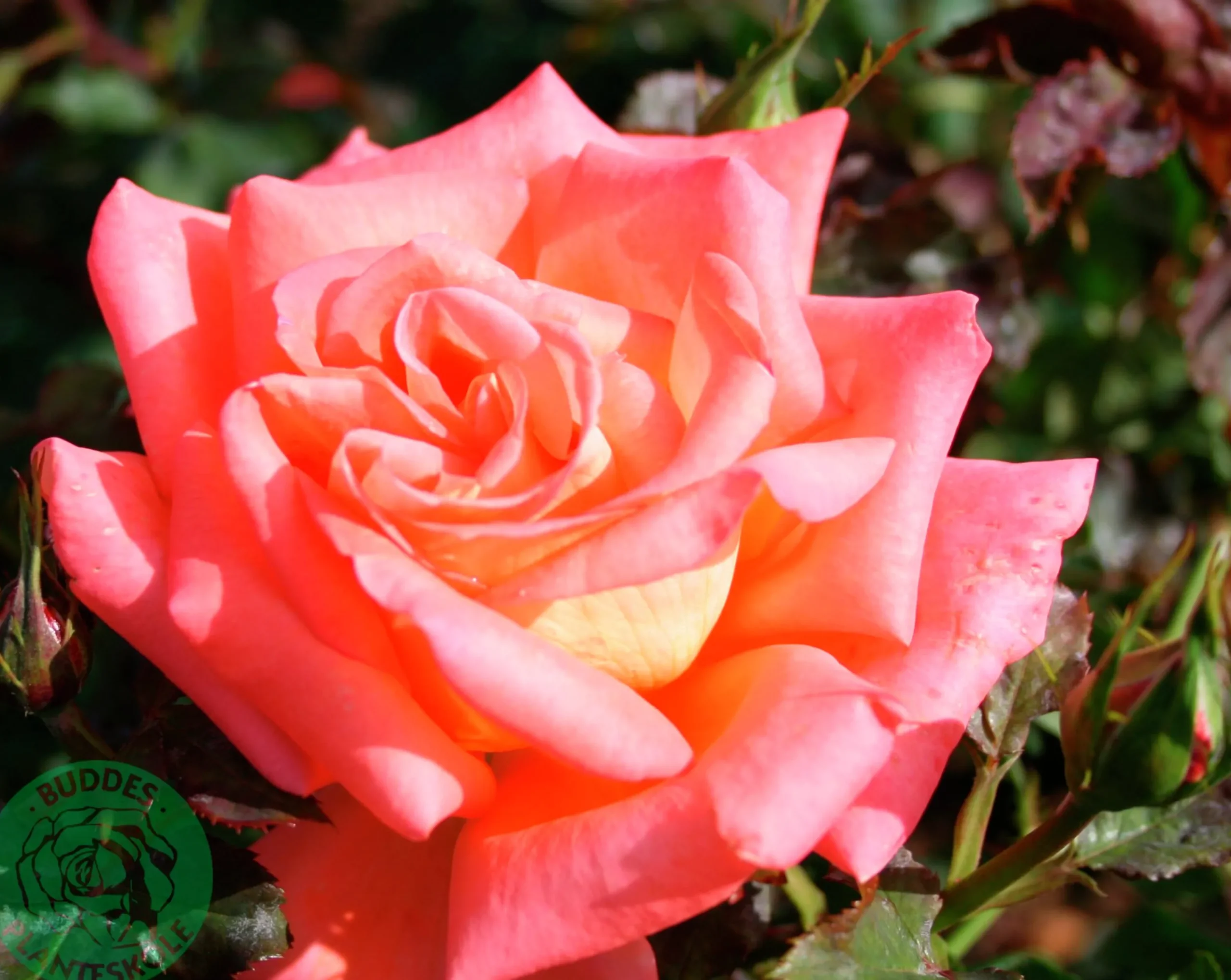 Storblommig Rabattros 'Viktor Borge' 'Poulvue' Barrotad>Omnia garden Outlet