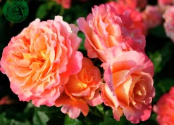 Storblommig Ros 'Augusta Luise' 'Tangust' Barrotad>Omnia garden New