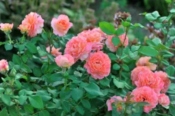 Storblommig Ros 'Augusta Luise' 'Tangust' Barrotad><noscript><img width=