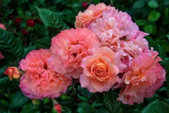 Storblommig Ros 'Augusta Luise' 'Tangust' Barrotad><noscript><img width=