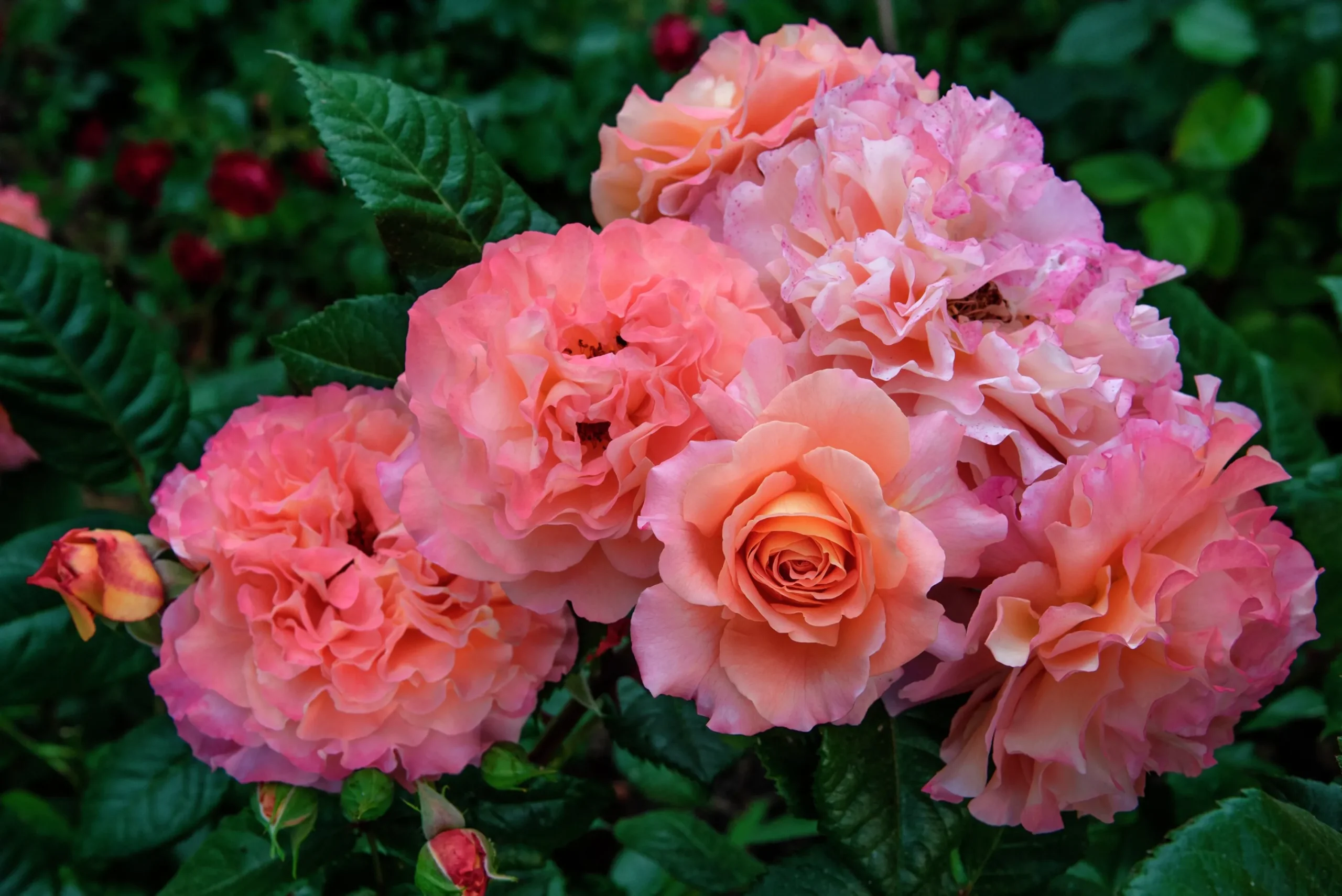 Storblommig Ros 'Augusta Luise' 'Tangust' Barrotad>Omnia garden New