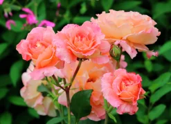 Storblommig Ros 'Augusta Luise' 'Tangust' Barrotad><noscript><img width=