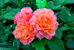 Storblommig Ros 'Augusta Luise' 'Tangust' Barrotad><noscript><img width=