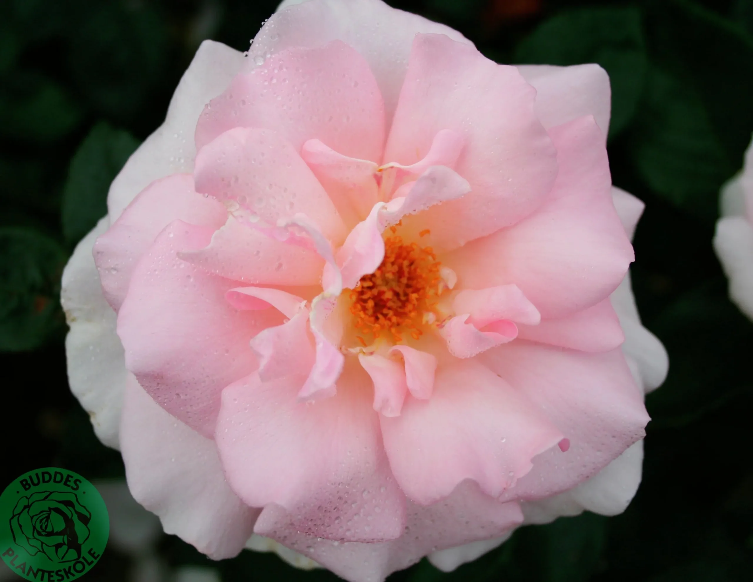 Storblommig Ros 'A Whiter Shade of Pale' 'Peafanfare' Barrotad>Omnia garden Online