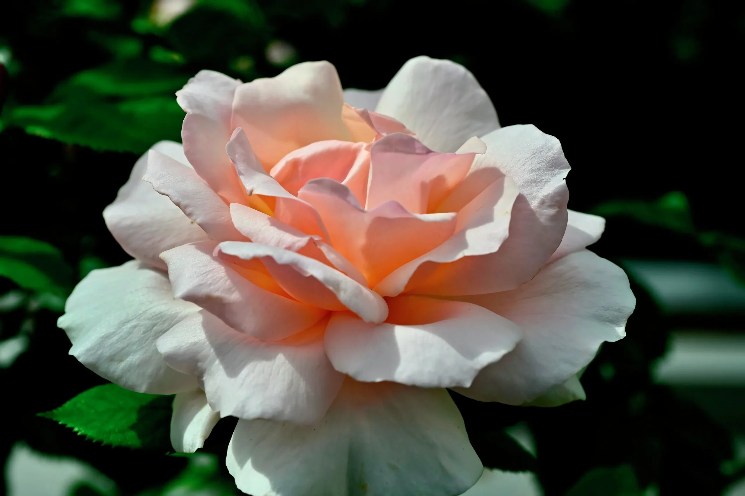 Storblommig Ros 'A Whiter Shade of Pale' 'Peafanfare' Barrotad>Omnia garden Online