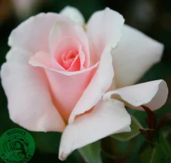 Storblommig Ros 'A Whiter Shade of Pale' 'Peafanfare' Barrotad><noscript><img width=
