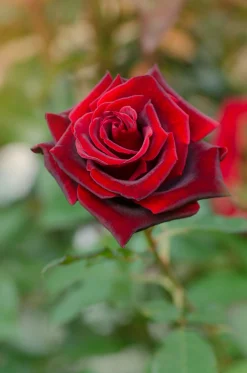 Storblommig Ros 'Barkarole' 'Tanelorak' Barrotad>Omnia garden Outlet