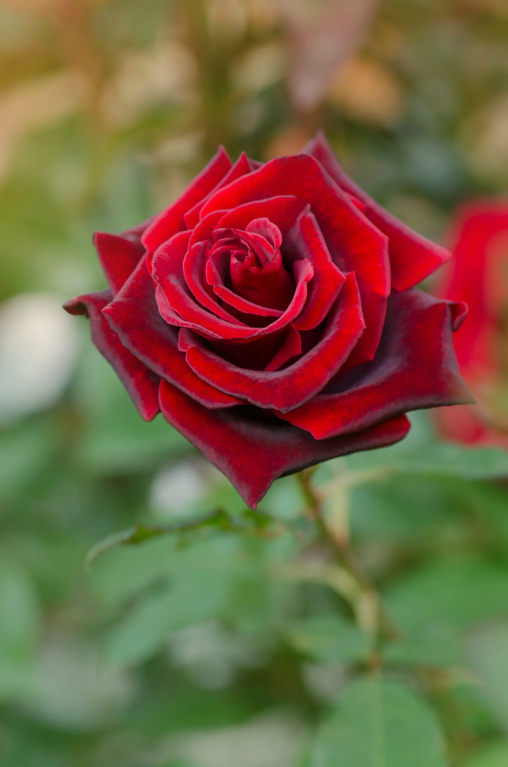 Storblommig Ros 'Barkarole' 'Tanelorak' Barrotad>Omnia garden Outlet