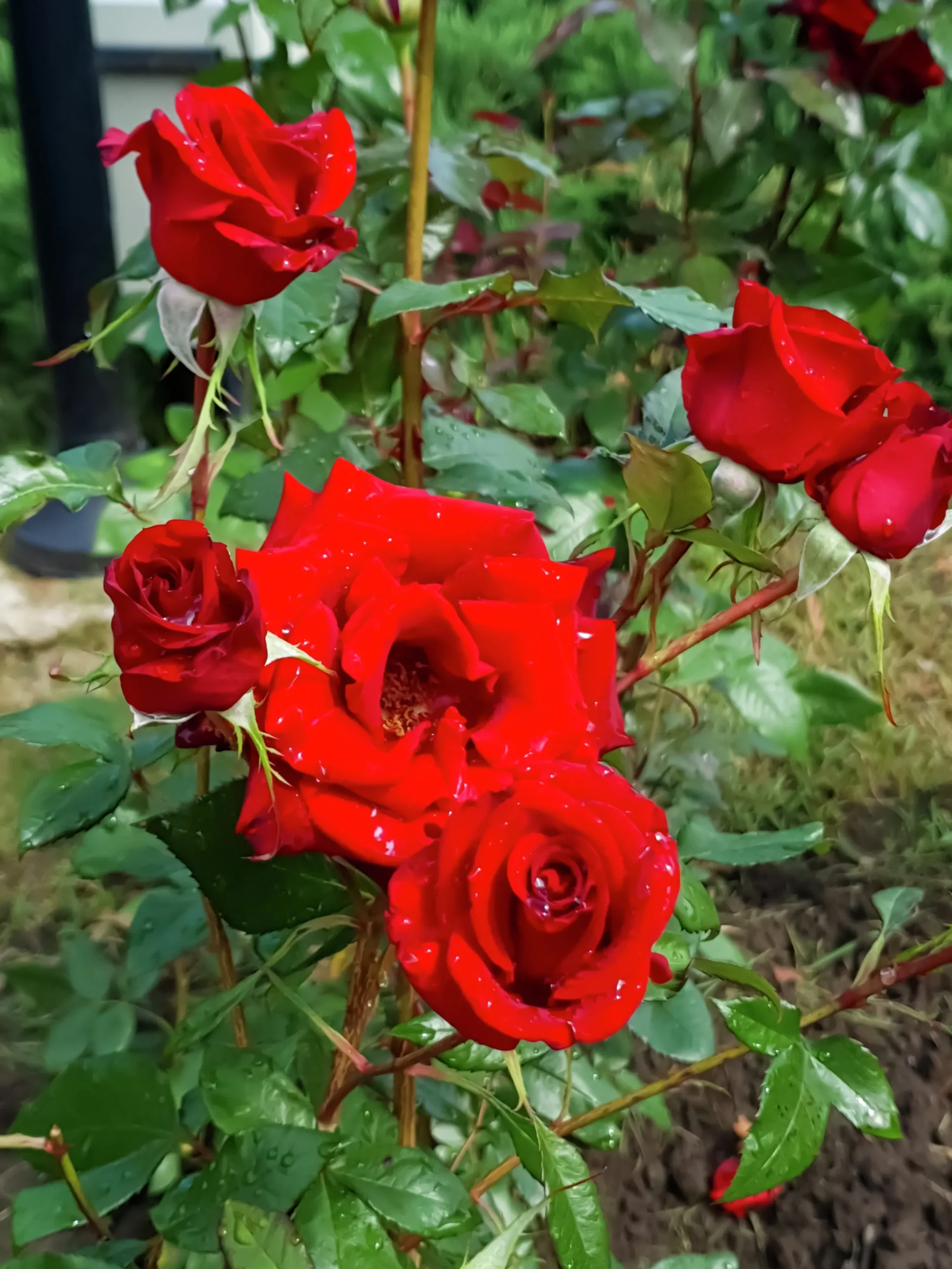 Storblommig Ros 'Barkarole' 'Tanelorak' Barrotad>Omnia garden Outlet